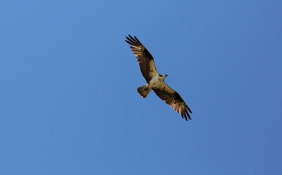 Click here to view at full resolution.