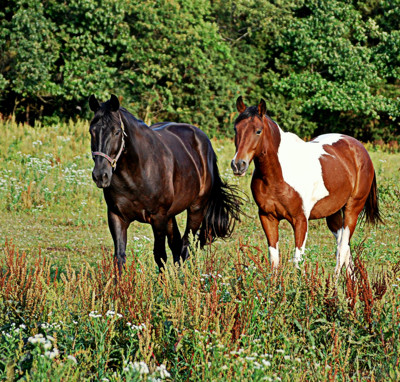 Click here to view at full resolution.