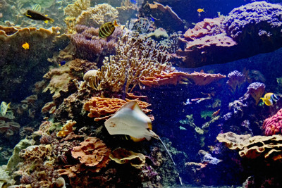 Click here to view at full resolution.