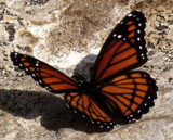 Monarch by mychelle, Photography->Butterflies gallery