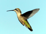 Hummingbird almost stopped by ted3020, photography->animals gallery