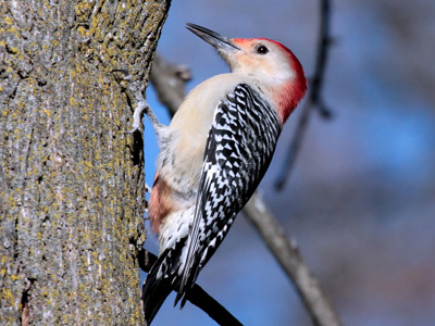 Click here to view at full resolution.