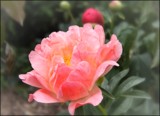 Paeony #1 by LynEve, photography->flowers gallery