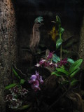 Frogs &amp; Orchids by Lisa971422, Photography->Reptiles/amphibians gallery