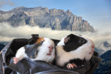 Mountain ginnie purse pigs by Paul_Gerritsen, Photography->Pets gallery