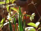 Early Blooms by softie, Photography->Flowers gallery