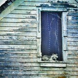 It's a Monday by Starglow, photography->animals gallery