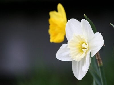 Click here to view at full resolution.