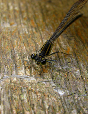 Click here to view at full resolution.