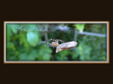 Life goes on by wimida, Photography->Insects/Spiders gallery