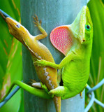 Loving Lizards by Mvillian, Photography->Reptiles/amphibians gallery