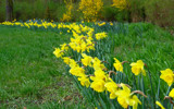 Daffodils by madmandk, Photography->Flowers gallery