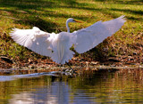 Skiing by SR21, Photography->Birds gallery