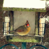 Cardinal's Winter Meal by Tinytoes87, photography->birds gallery