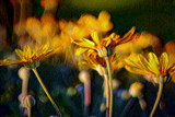 Crazy Daisies by LynEve, photography->manipulation gallery