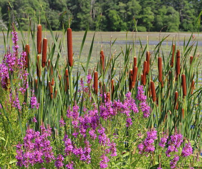 Click here to view at full resolution.