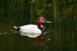 Rollin, Rollin, Rollin Down De Ree-vah! by PatAndre, Photography->Birds gallery