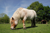 The green green grass of home by Paul_Gerritsen, Photography->Animals gallery