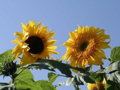 Click here to view at full resolution.