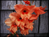 Hocks AKA Gladiolus by phasmid, Photography->Flowers gallery