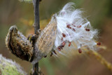 Gone to Seed by Pistos, photography->flowers gallery