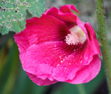 Hollyhock by Pistos, photography->flowers gallery