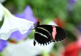 Butterfly Exhibit #5 by tigger3, photography->butterflies gallery