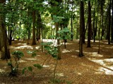 Forest 1 by piupiu, photography->landscape gallery
