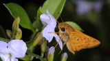 Skipper #2 by ryzst, photography->butterflies gallery