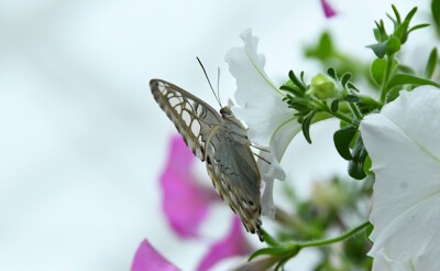 Click here to view at full resolution.