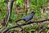 Feathered Friend by vangoughs, photography->birds gallery