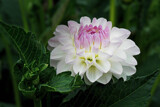 Dahlia for Today. by Ramad, photography->flowers gallery