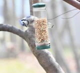 More Than A Beak Full by tigger3, photography->birds gallery