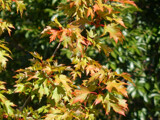 First Color Change by trixxie17, photography->nature gallery