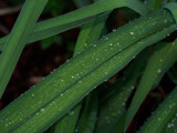 Water Droplets by JEdMc91, Photography->Macro gallery