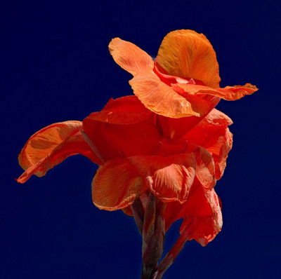 Click here to view at full resolution.