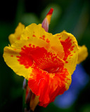 Canna Lily by flanno2610, Photography->Flowers gallery