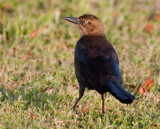 BIRD DRAMA #3: I'm warning You by PatAndre, Photography->Birds gallery