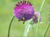 Having Nodding Thistle Lunch by bfrank, Photography->Flowers gallery