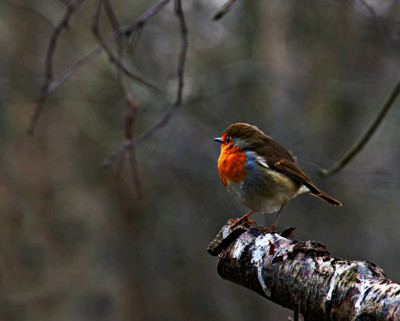 Click here to view at full resolution.