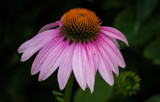 Pink Coneflower by Pistos, photography->flowers gallery