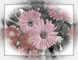 Blooms for Friday by Starglow, photography->flowers gallery