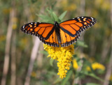 The Vanishing Monarch Butterfly by jerseygurl, photography->butterflies gallery