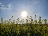 Rape-seed field #3 by mausi2541, photography->nature gallery