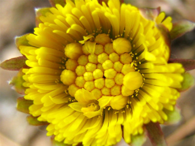 Click here to view at full resolution.