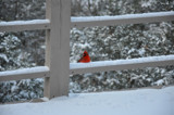 Snow Cardinal by KT11109, Photography->Birds gallery