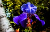 A Quandry for Iris by snapshooter87, photography->flowers gallery