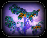 Flower Cushion by TheWhisperer, photography->manipulation gallery