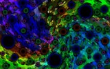 Tentacle by bfrank, abstract gallery