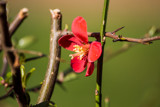 Lone Flower by Pistos, photography->flowers gallery